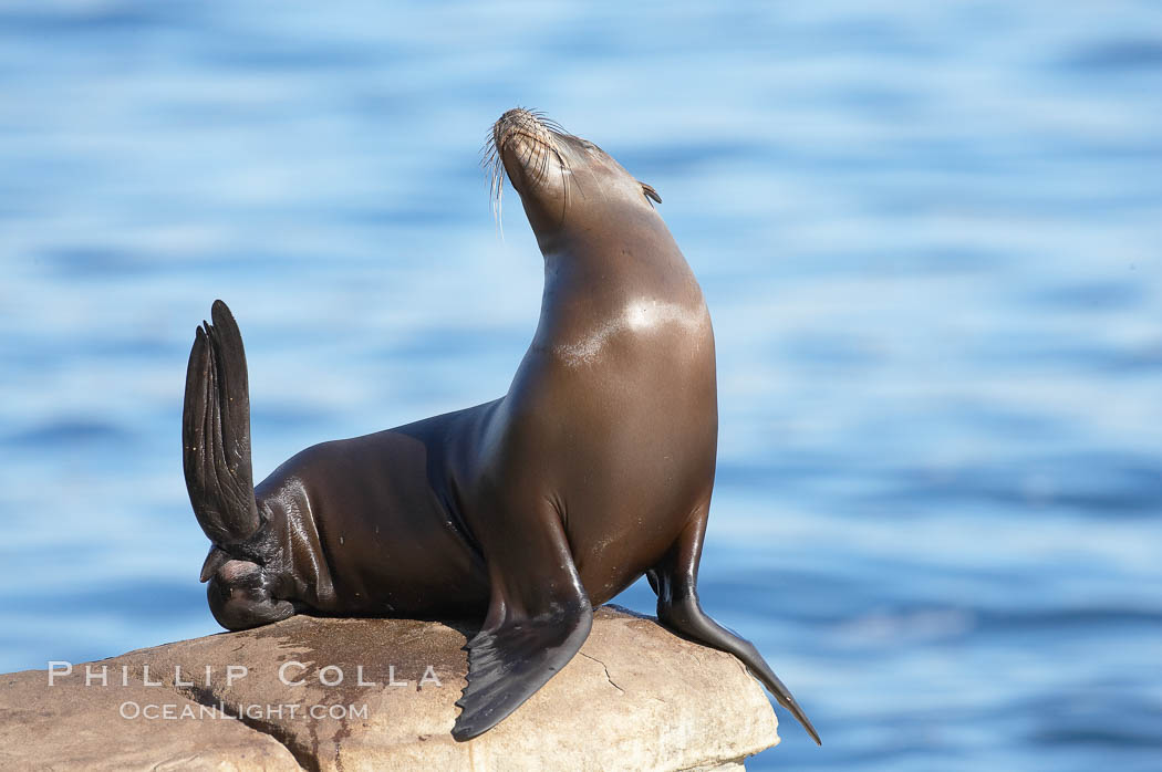 California sea lion hauled out on rocks beside the ocean. La Jolla, USA, Zalophus californianus, natural history stock photograph, photo id 19975