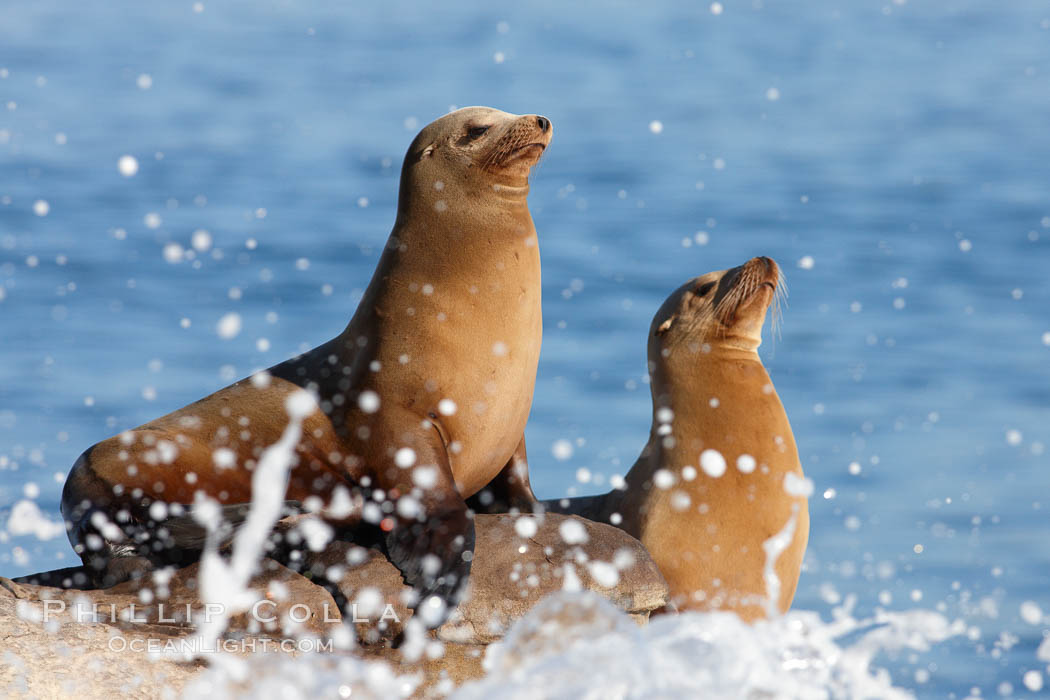 California sea lion, Zalophus californianus, La Jolla, 22279