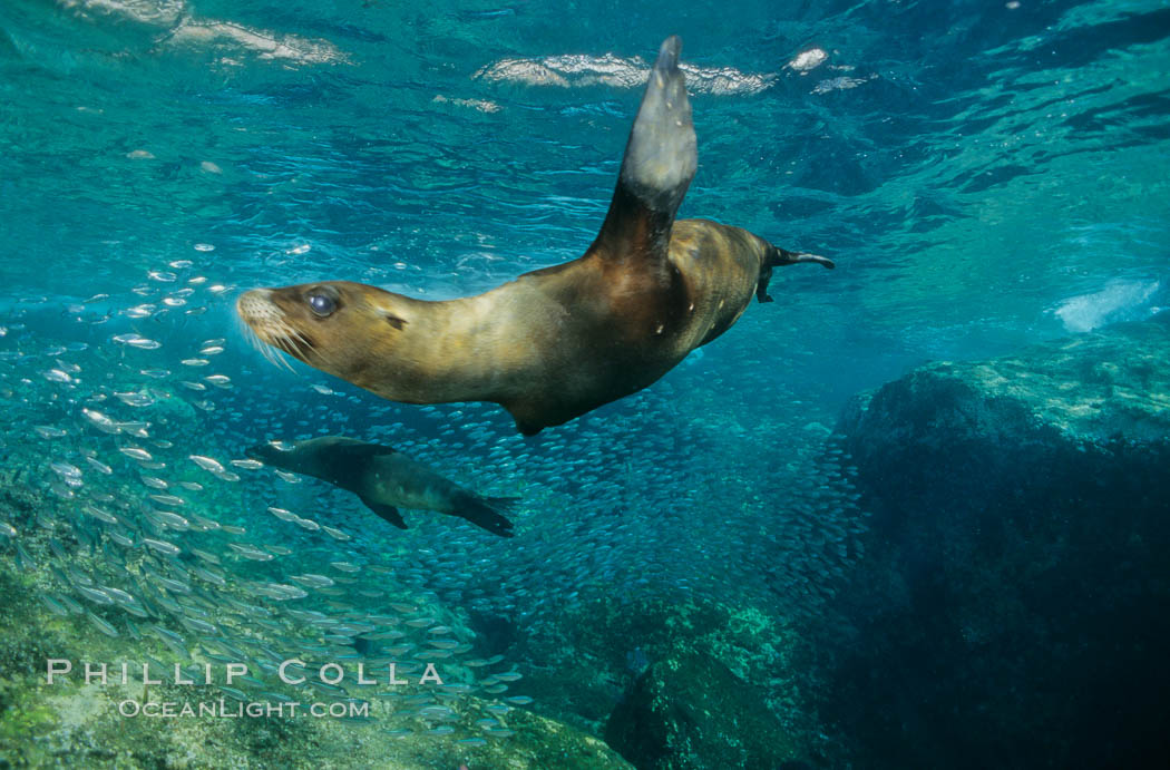 California sea lion, Sea of Cortez., Zalophus californianus, natural history stock photograph, photo id 02953