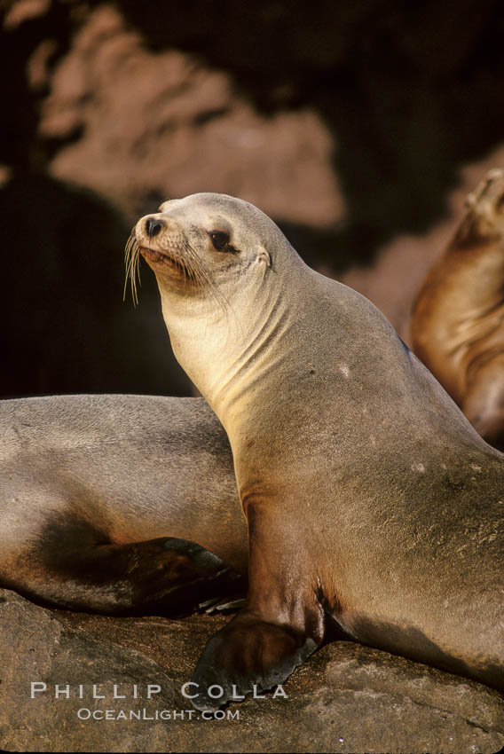 California sea lion, hauled out on rocks., Zalophus californianus, natural history stock photograph, photo id 03229