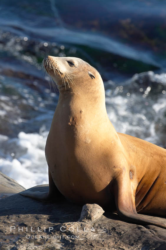 California sea lion. La Jolla, USA, Zalophus californianus, natural history stock photograph, photo id 18225