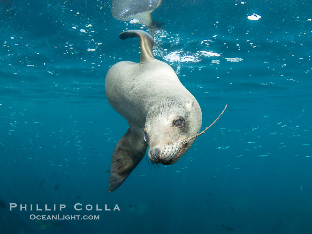 California sea lion playing with stick underawter, Coronado Islands near San Diego, Baja California, Mexico. Coronado Islands (Islas Coronado), Zalophus californianus, natural history stock photograph, photo id 40762