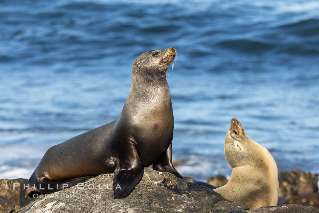 California Sea Lion Portrait, La Jolla. USA, Zalophus californianus, natural history stock photograph, photo id 36814