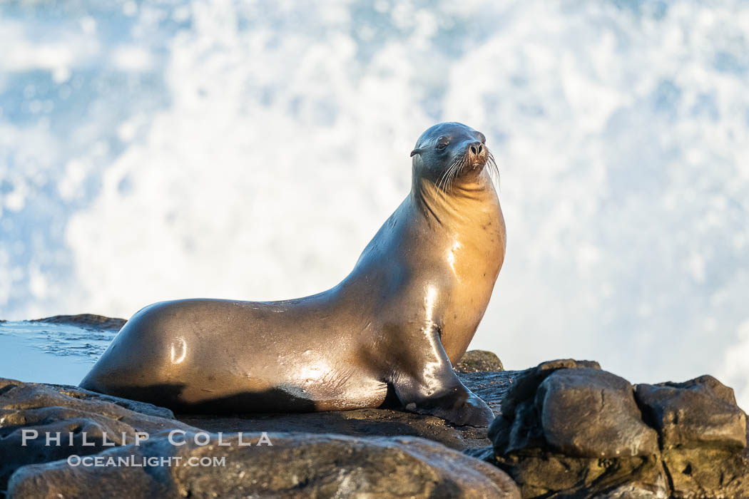 California Sea Lion Resting in the Sun, on rocky reef. La Jolla, USA, Zalophus californianus, natural history stock photograph, photo id 40487