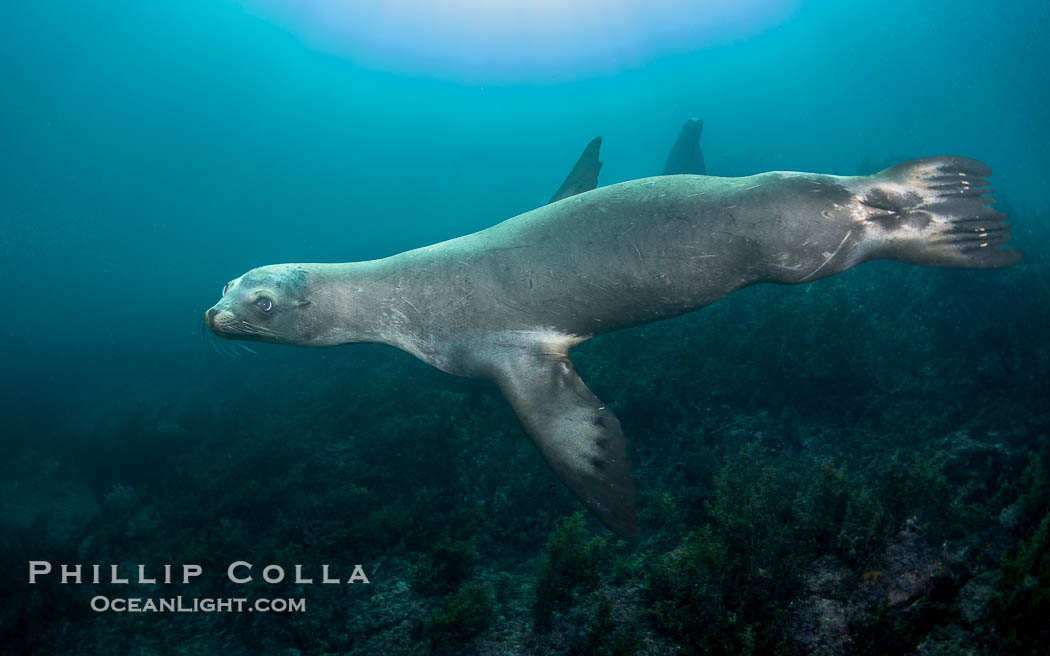 California Sea Lion, San Pedro Martir Island, Sea of Cortez, Mexico. Isla San Pedro Martir, Sonora, Zalophus californianus, natural history stock photograph, photo id 40428