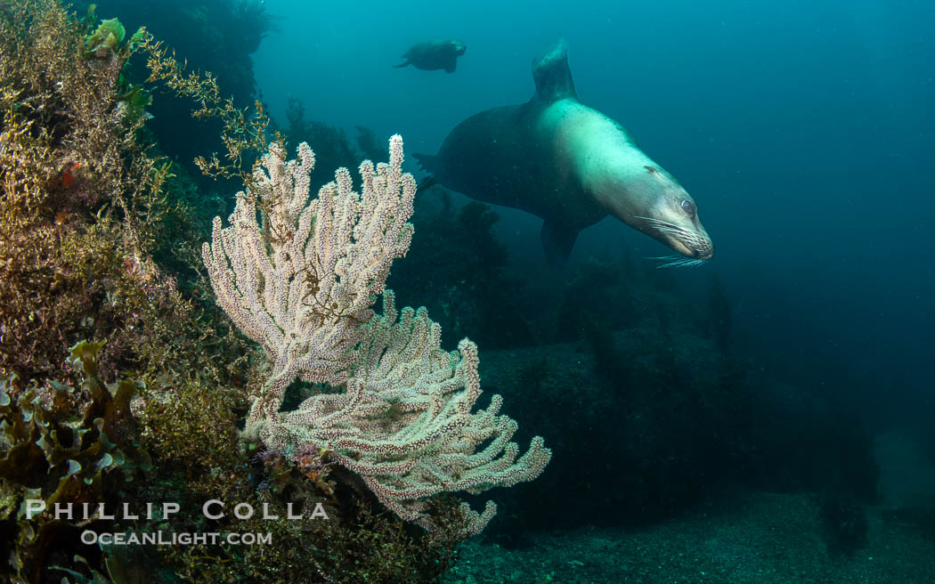 California Sea Lion, San Pedro Martir Island, Sea of Cortez, Mexico, Zalophus californianus, Isla San Pedro Martir, Sonora