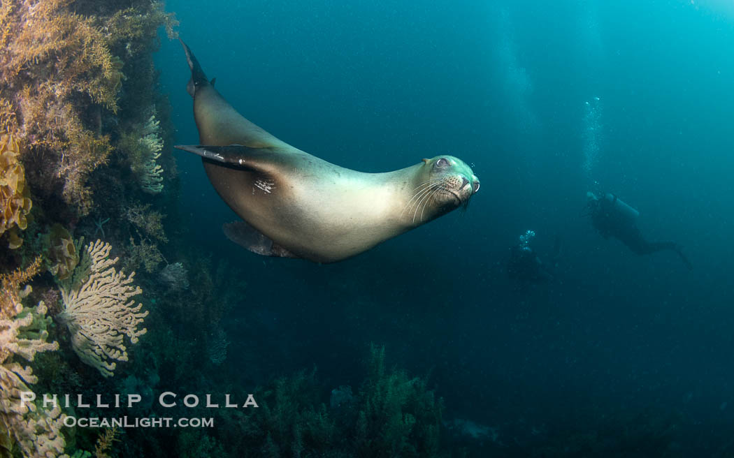 California Sea Lion, San Pedro Martir Island, Sea of Cortez, Mexico. Isla San Pedro Martir, Sonora, Zalophus californianus, natural history stock photograph, photo id 40395