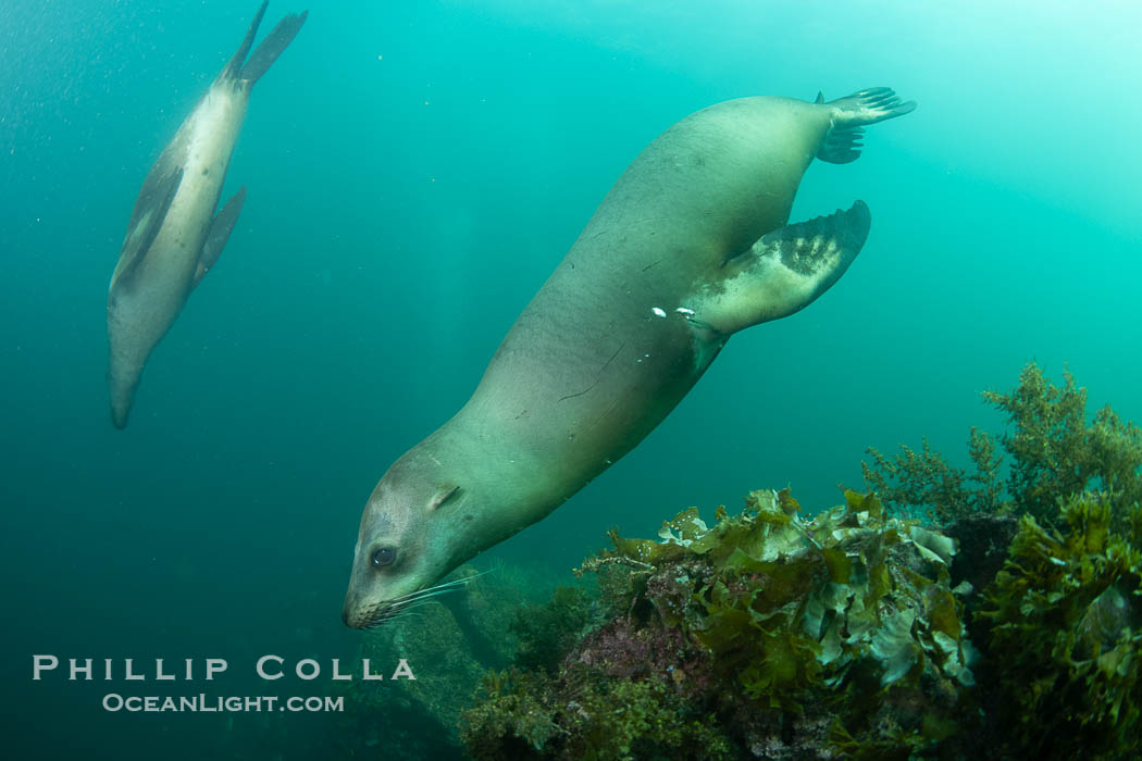 California Sea Lion, San Pedro Martir Island, Sea of Cortez, Mexico. Isla San Pedro Martir, Sonora, Zalophus californianus, natural history stock photograph, photo id 40427