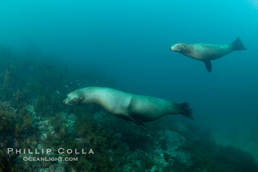 California Sea Lion, San Pedro Martir Island, Sea of Cortez, Mexico. Isla San Pedro Martir, Sonora, Zalophus californianus, natural history stock photograph, photo id 40373