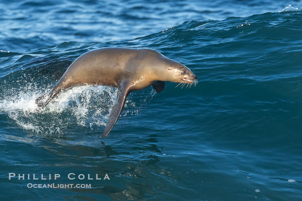 A California Sea Lion Surfing a Big Wave at La Jolla Cove, San Diego, Zalophus californianus