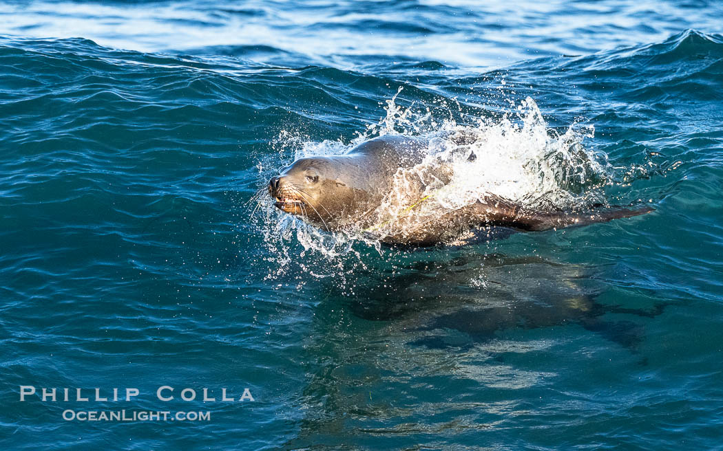 A California Sea Lion Surfing a Big Wave at La Jolla Cove, San Diego, Zalophus californianus