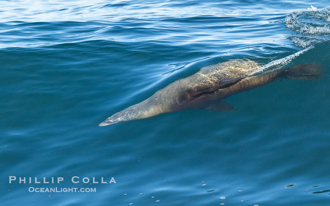 A California Sea Lion Surfing a Big Wave at La Jolla Cove, San Diego. USA, Zalophus californianus, natural history stock photograph, photo id 40288