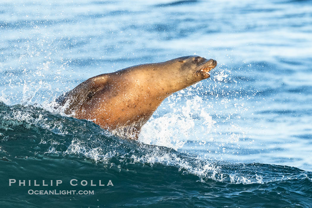 A California Sea Lion Surfing a Big Wave at La Jolla Cove, San Diego. USA, Zalophus californianus, natural history stock photograph, photo id 40279