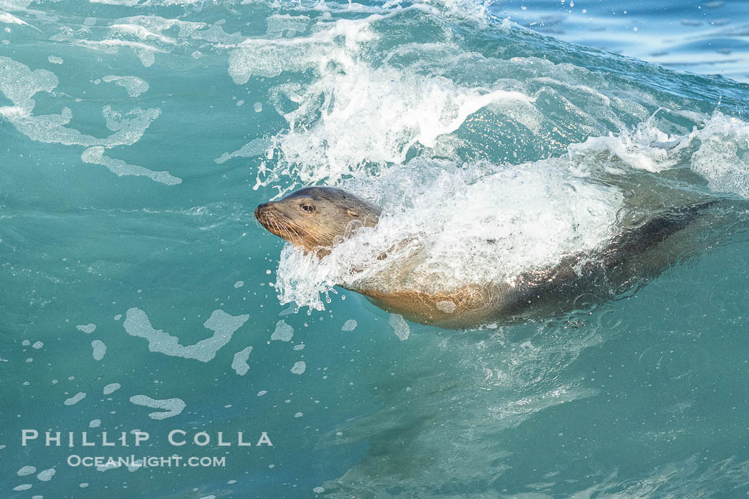 A California Sea Lion Surfing a Big Wave at La Jolla Cove, San Diego, Zalophus californianus