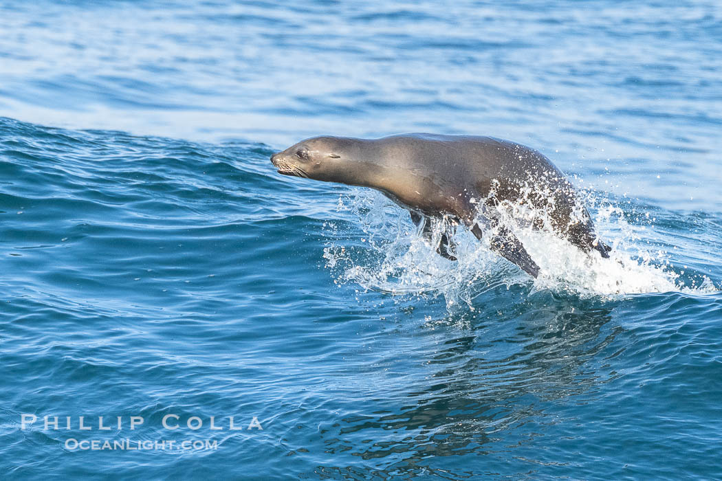 A California Sea Lion Surfing a Big Wave at La Jolla Cove, San Diego. USA, Zalophus californianus, natural history stock photograph, photo id 40291