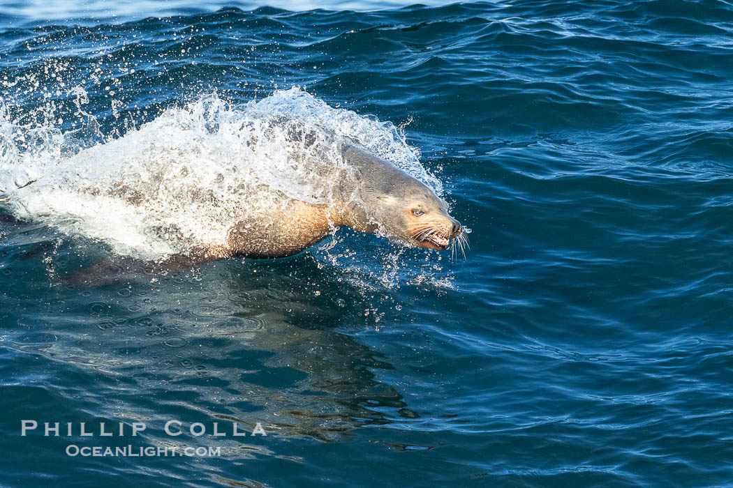 A California Sea Lion Surfing a Big Wave at La Jolla Cove, San Diego. USA, Zalophus californianus, natural history stock photograph, photo id 40289