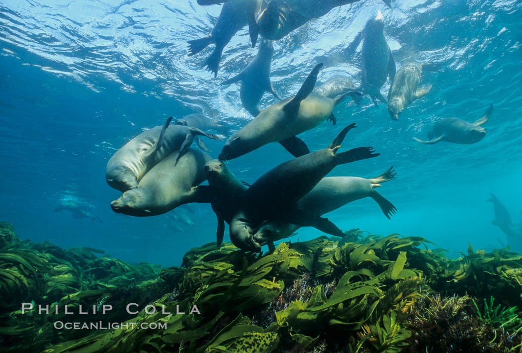 California sea lions. San Clemente Island, USA, Zalophus californianus, natural history stock photograph, photo id 03056