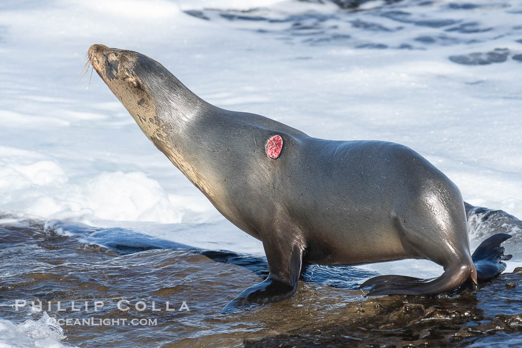 California Sea Lion with Apparent Cookie Cutter Shark Wound. La Jolla, USA, Zalophus californianus, natural history stock photograph, photo id 40694