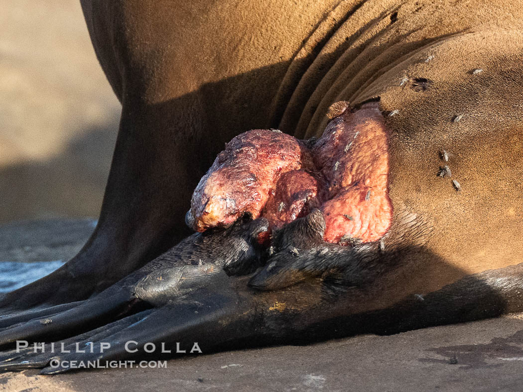 California sea lion with serious laceration wound on its hind quarters, La Jolla. USA, Zalophus californianus, natural history stock photograph, photo id 40485