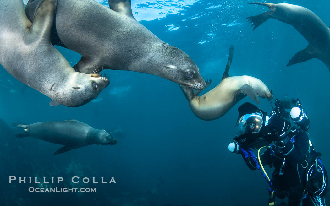 California Sea Lions and Underwater Photographer Celia Kujala at the Coronado Islands, Mexico, Zalophus californianus, Coronado Islands (Islas Coronado)