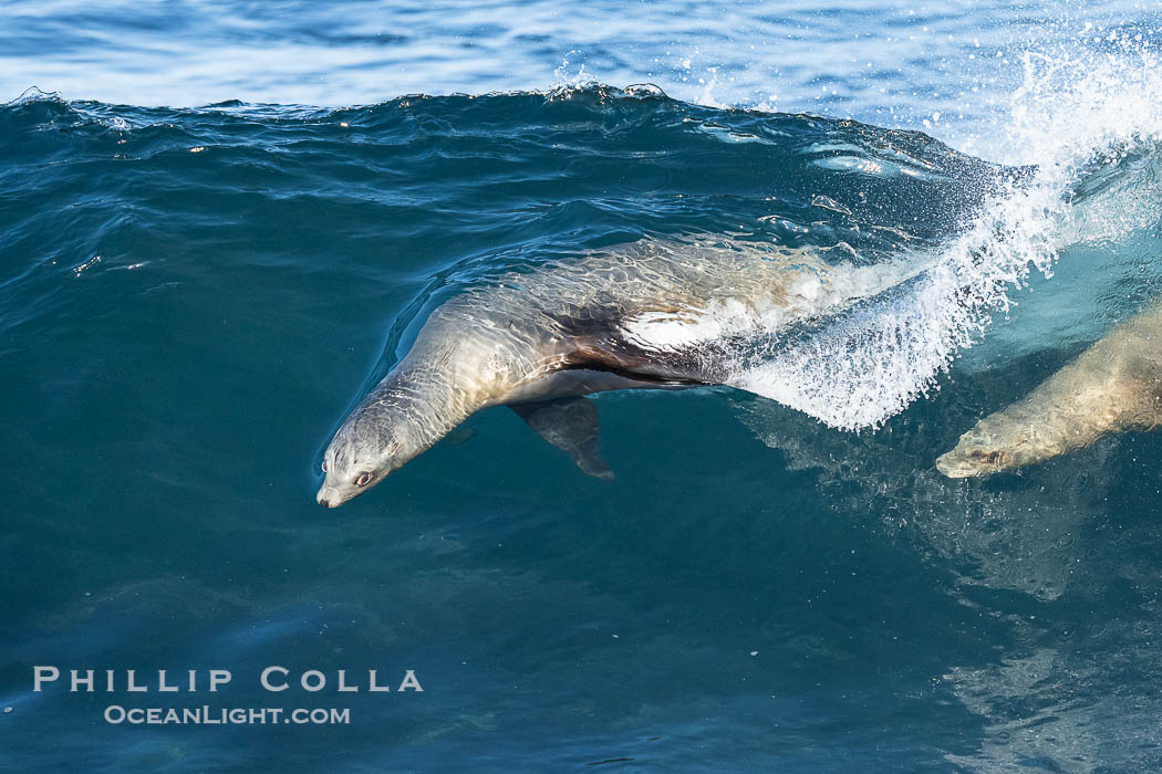 California sea lions bodysurf together, suspended in the face of a big wave, Boomer Beach, La Jolla. USA, natural history stock photograph, photo id 40836