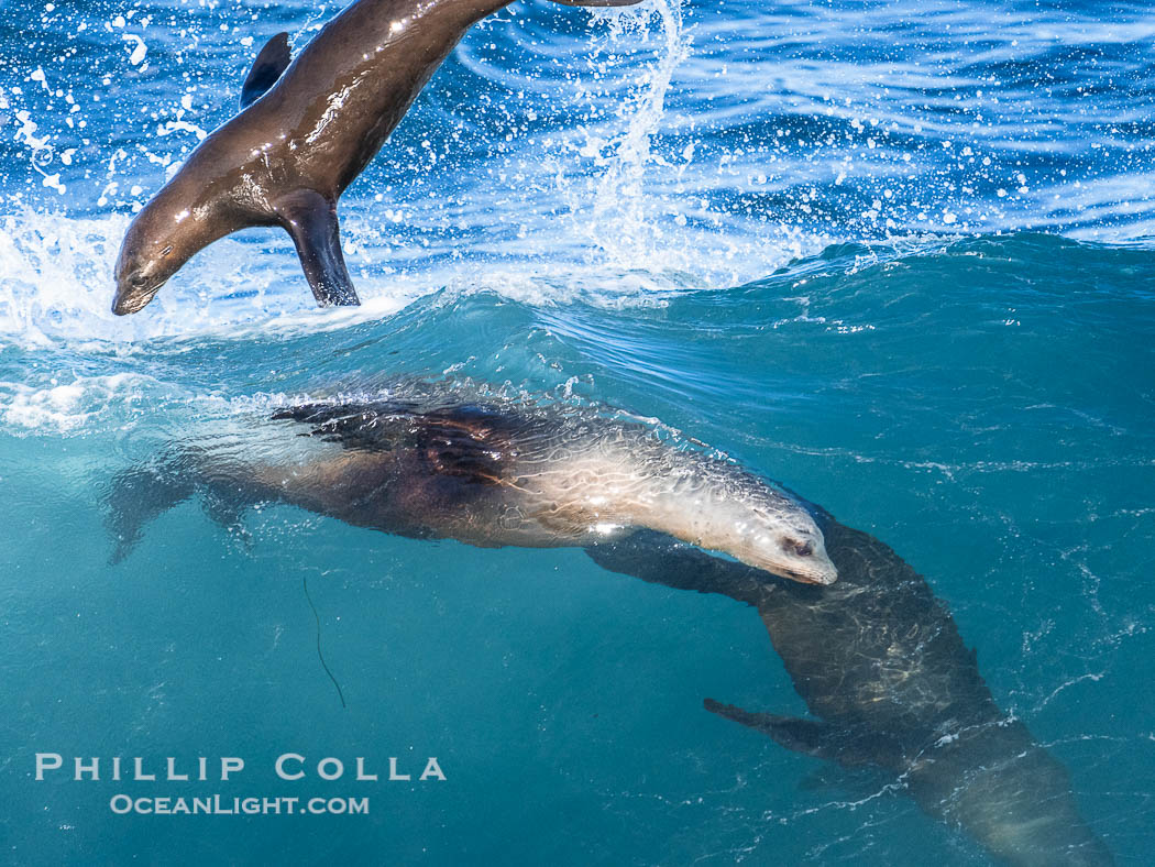 California sea lions bodysurf together, suspended in the face of a big wave, Boomer Beach, La Jolla. USA, natural history stock photograph, photo id 40833