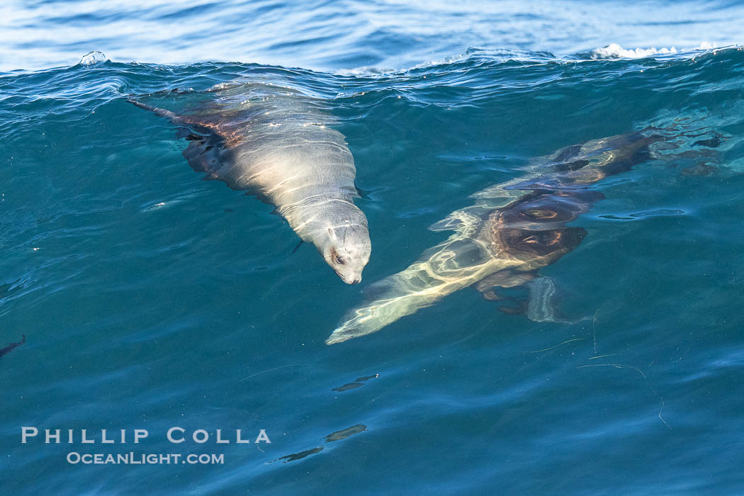 California sea lions bodysurf together, suspended in the face of a big wave, Boomer Beach, La Jolla. USA, natural history stock photograph, photo id 40837