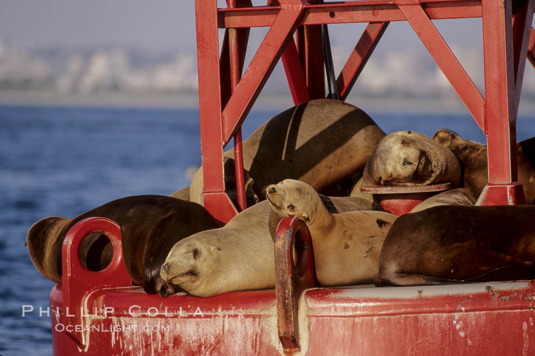 California sea lion on buoy. San Diego, USA, Zalophus californianus, natural history stock photograph, photo id 03082