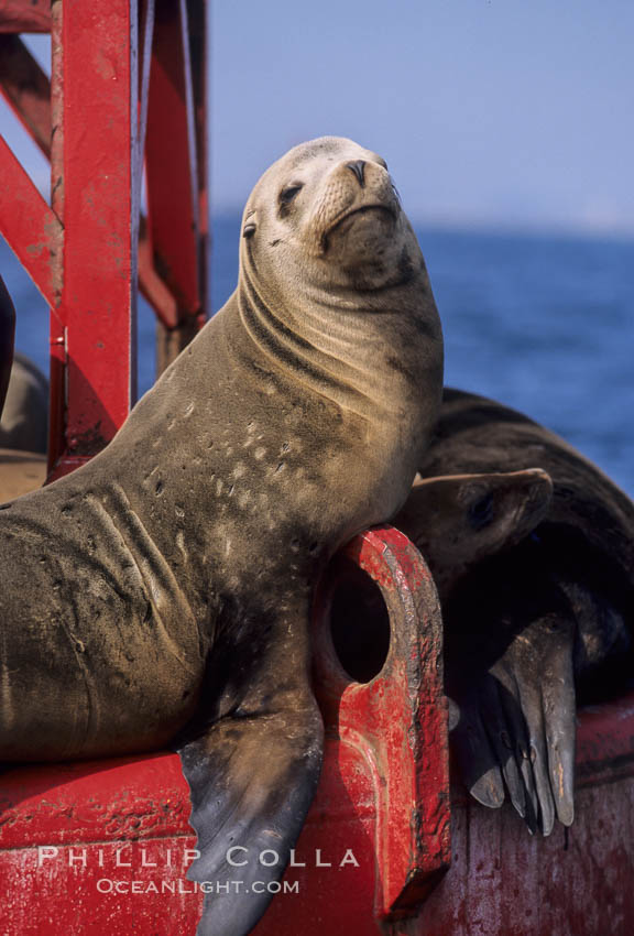 California sea lion hauled out on navigation buoy. San Diego, USA, Zalophus californianus, natural history stock photograph, photo id 03250