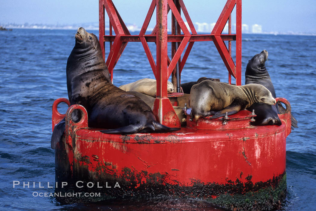 California sea lion on buoy. San Diego, USA, Zalophus californianus, natural history stock photograph, photo id 05798