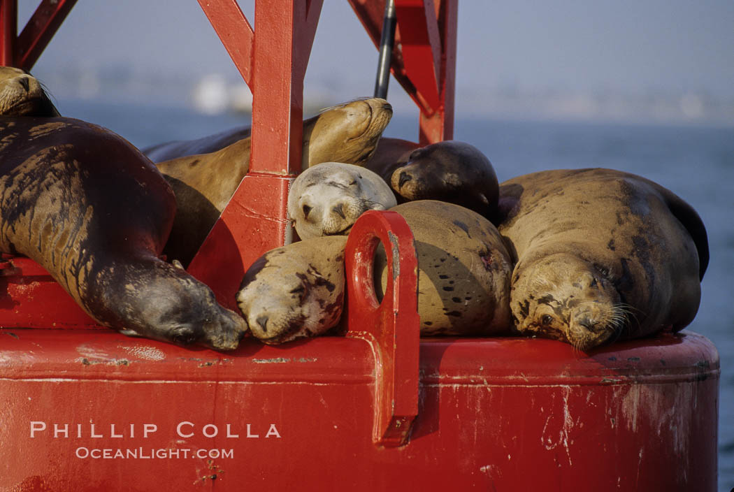 California sea lion on buoy. San Diego, USA, Zalophus californianus, natural history stock photograph, photo id 03084