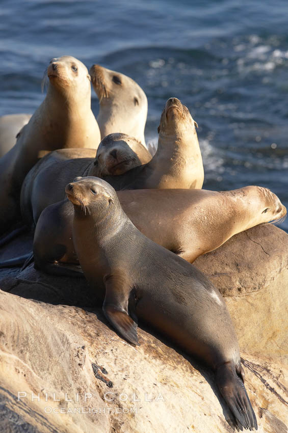 California sea lions hauled out on rocks beside the ocean. La Jolla, USA, natural history stock photograph, photo id 20334