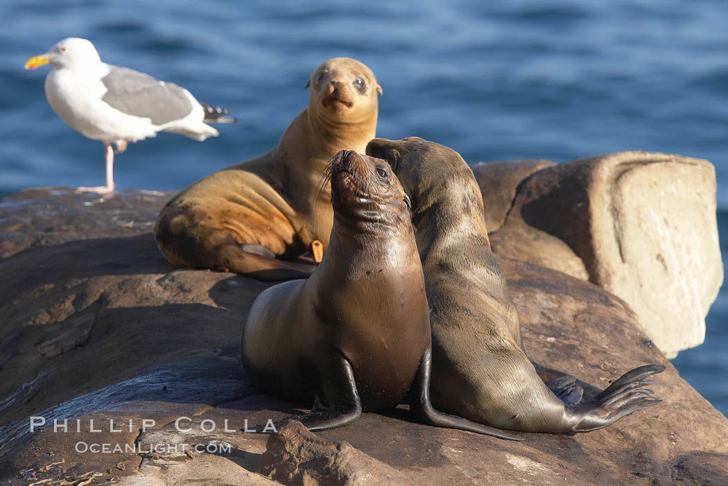 California sea lion pups hauled out on rocks beside the ocean. La Jolla, USA, natural history stock photograph, photo id 20338