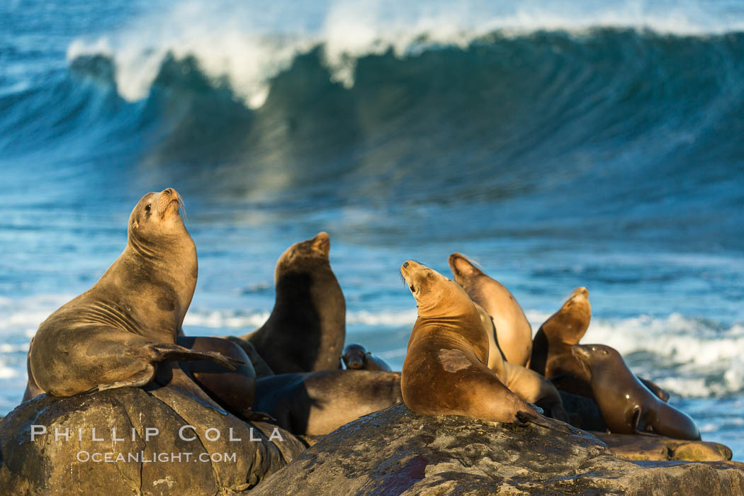 California sea lions, La Jolla, Zalophus californianus