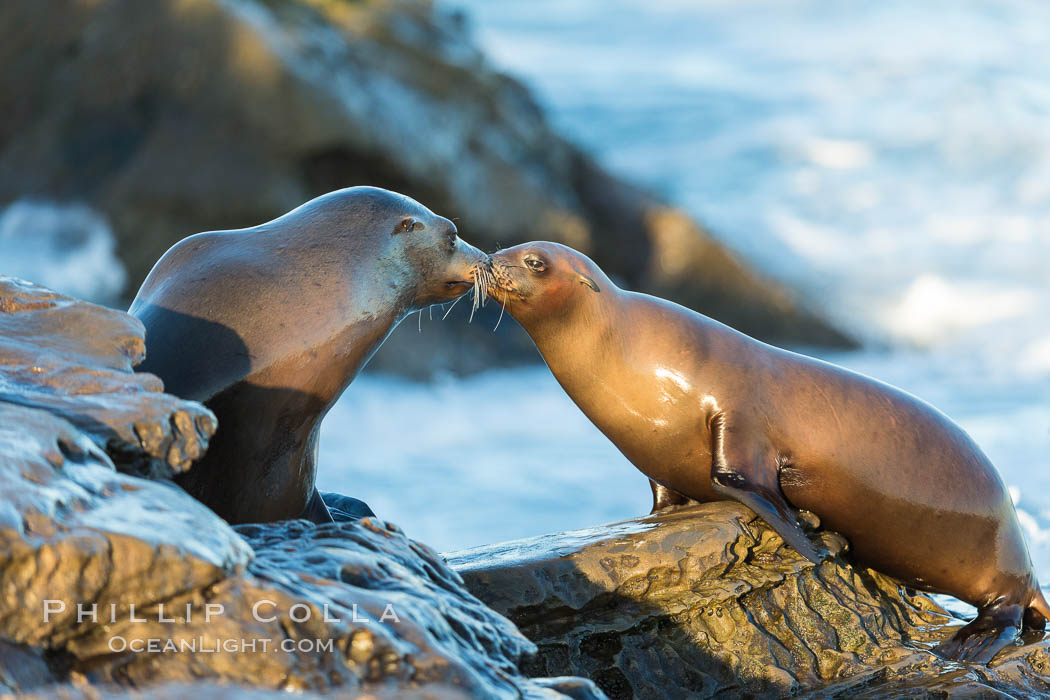 California sea lions, La Jolla. USA, Zalophus californianus, natural history stock photograph, photo id 34319