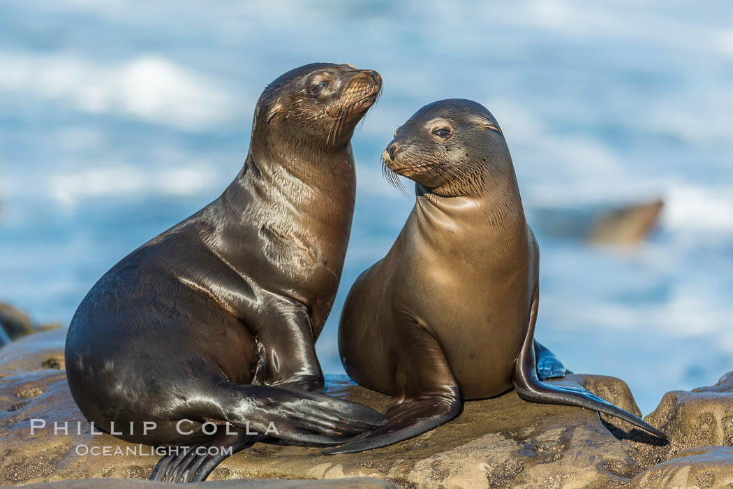 Double side-eye from two young California sea lions resting on a reef in La Jolla, Zalophus californianus