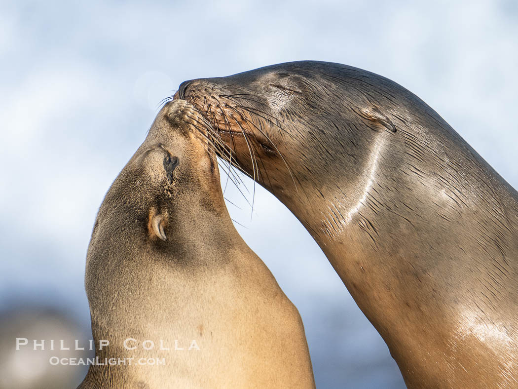 California Sea Lions Nuzzling on Point La Jolla, San Diego, California. USA, Zalophus californianus, natural history stock photograph, photo id 40721