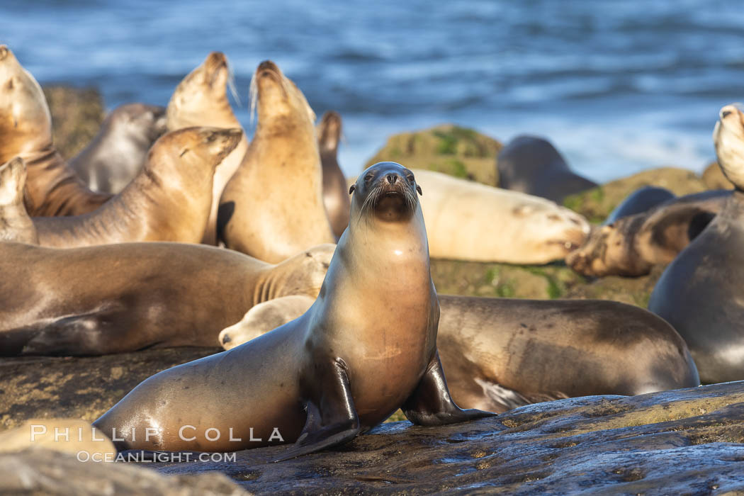 California Sea Lions Resting in the Sun, on rocky reef, La Jolla. USA, Zalophus californianus, natural history stock photograph, photo id 36817