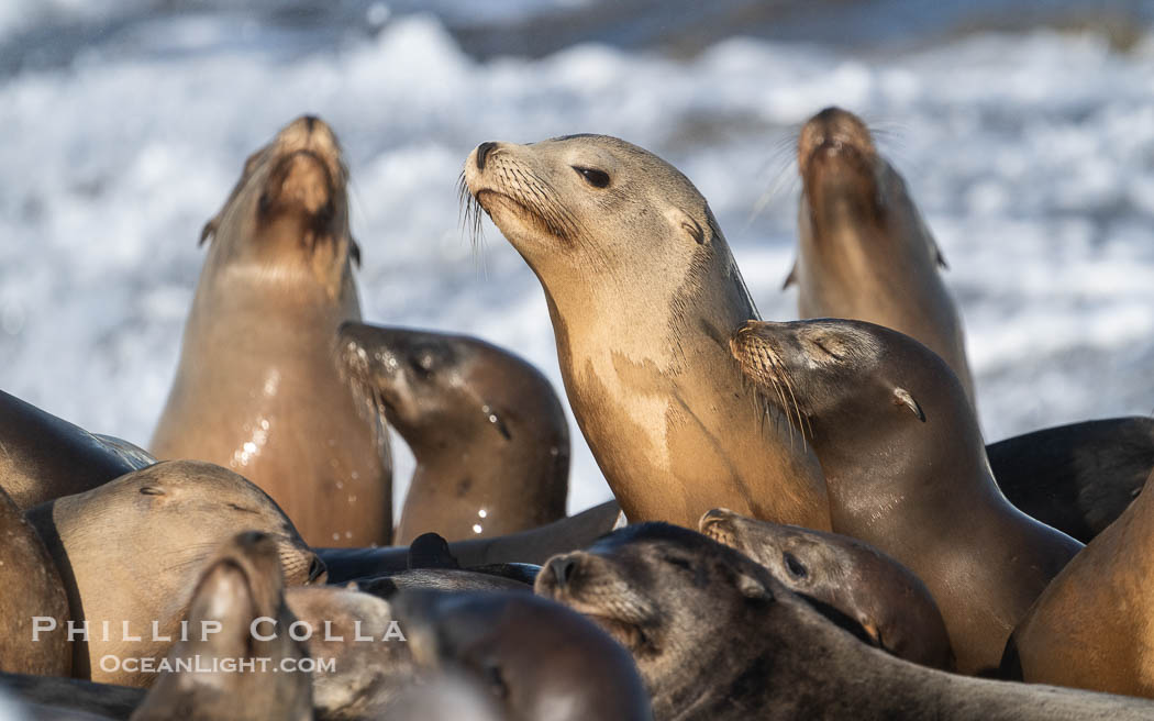 California Sea Lions on Point La Jolla, San Diego, California. USA, Zalophus californianus, natural history stock photograph, photo id 40720