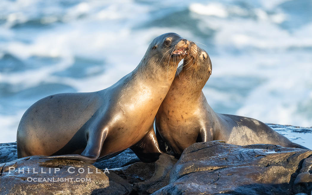 California Sea Lions Resting in the Sun, on rocky reef, Zalophus californianus, La Jolla