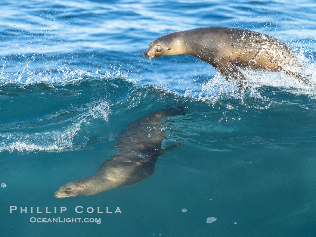 California Sea Lions Surfing Waves at La Jolla Cove, San Diego. USA, Zalophus californianus, natural history stock photograph, photo id 40278