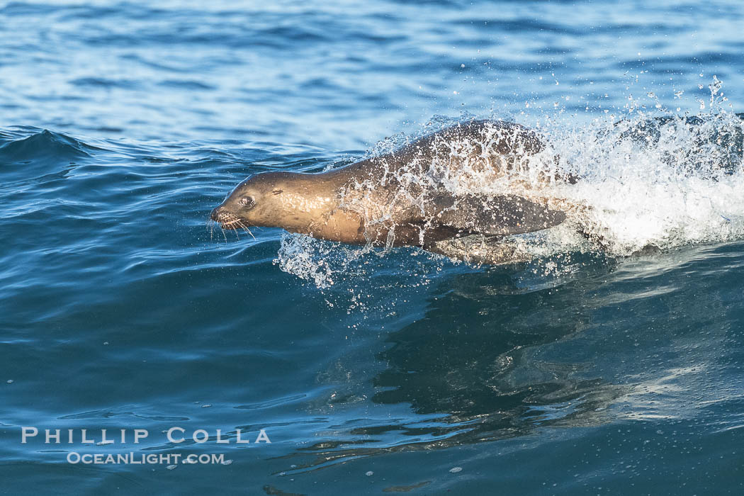 California Sea Lions Surfing Waves at La Jolla Cove, San Diego. USA, Zalophus californianus, natural history stock photograph, photo id 40284