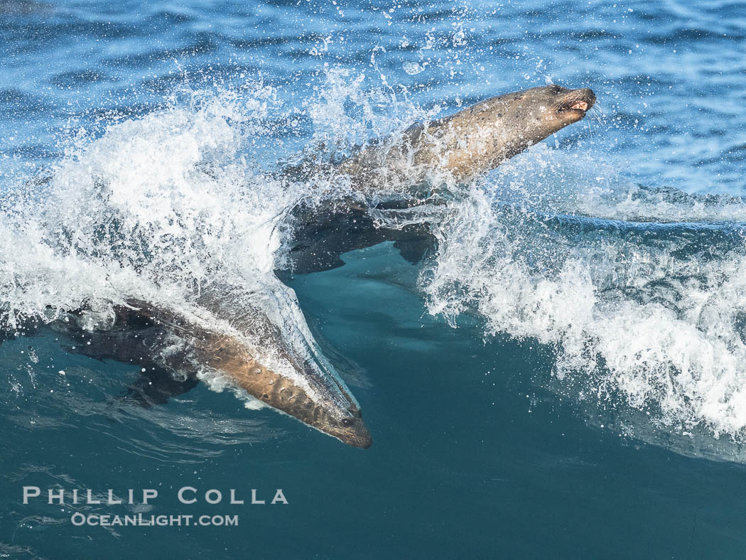 California Sea Lions Surfing Waves at La Jolla Cove, San Diego. USA, Zalophus californianus, natural history stock photograph, photo id 40287