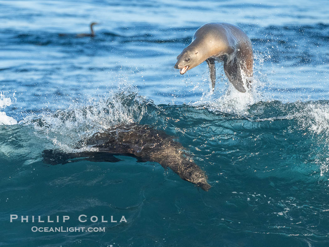 California Sea Lions Surfing Waves at La Jolla Cove, San Diego. USA, Zalophus californianus, natural history stock photograph, photo id 40281