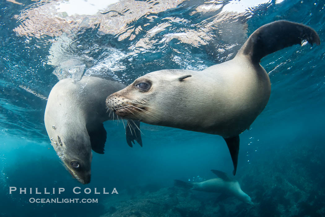 California sea lions swimming underwater, Coronado Islands near San Diego, Baja California, Mexico. Coronado Islands (Islas Coronado), Zalophus californianus, natural history stock photograph, photo id 40758