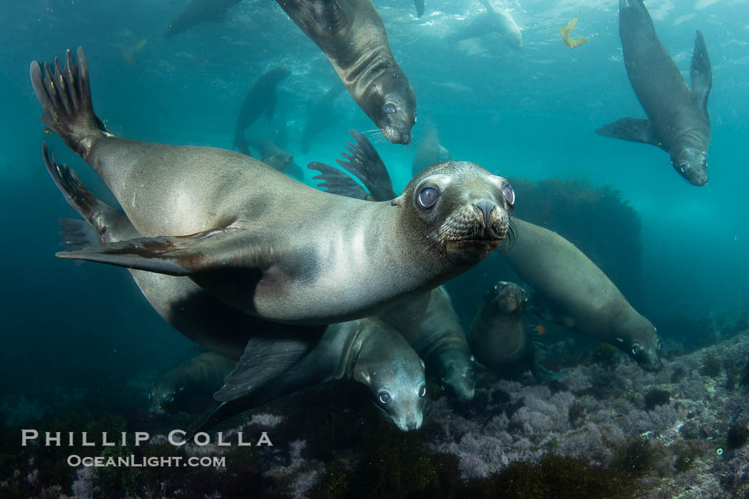 California sea lions swimming underwater, Coronado Islands near San Diego, Baja California, Mexico, Zalophus californianus, Coronado Islands (Islas Coronado)