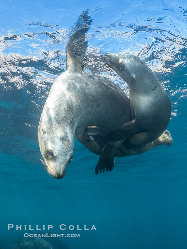 California sea lions swimming underwater, Coronado Islands near San Diego, Baja California, Mexico, Zalophus californianus, Coronado Islands (Islas Coronado)