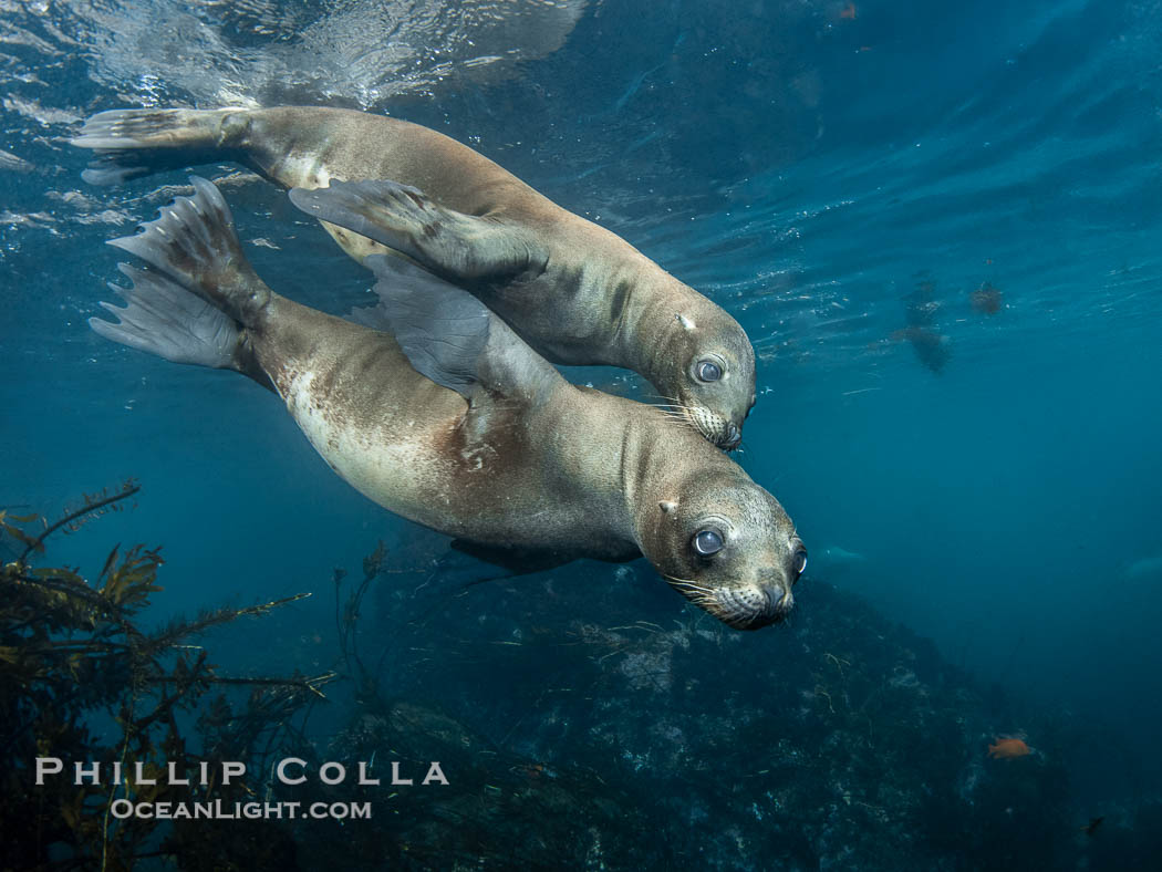 California sea lions swimming underwater, Coronado Islands near San Diego, Baja California, Mexico, Zalophus californianus, Coronado Islands (Islas Coronado)