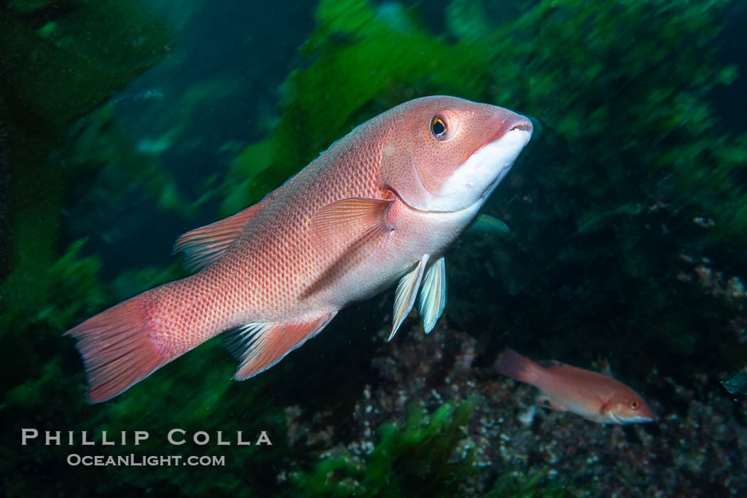 California sheephead wrasse, Semicossyphus pulcher, Catalina Island. USA, Semicossyphus pulcher, natural history stock photograph, photo id 40514