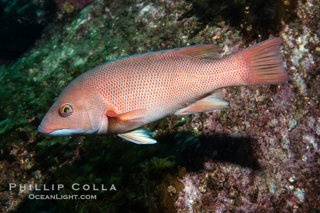 California sheephead wrasse, Semicossyphus pulcher, Catalina Island. USA, Semicossyphus pulcher, natural history stock photograph, photo id 40518